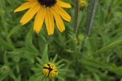 Bettendorf Condo Native Planting