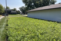 Bettendorf Native Planting