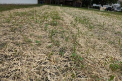 Bettendorf Native Planting