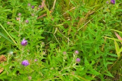 Park View Wetland - Native Planting Project