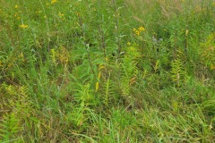 Park View Wetland - Native Planting Project