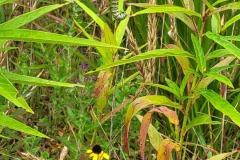 Park View Wetland - Native Planting Project