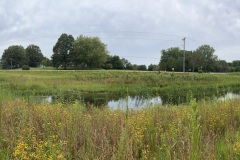 Park View Wetland - Native Planting Project