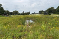 Park View Wetland - Native Planting Project